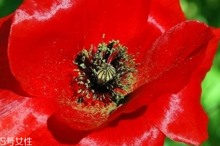 罌粟在哪里購買 市場上少有 罌粟在哪里購買 市場上少有