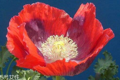 罌粟能帶上動車嗎 罌粟不能帶上動車 罌粟能帶上動車嗎 罌粟不能帶上動車