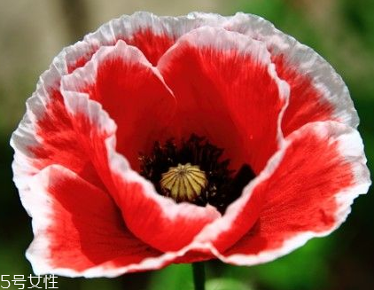 罌粟能帶上動車嗎 罌粟不能帶上動車 罌粟能帶上動車嗎 罌粟不能帶上動車