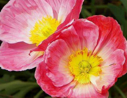 罌粟和大麻的區(qū)別 罌粟和大麻的區(qū)別