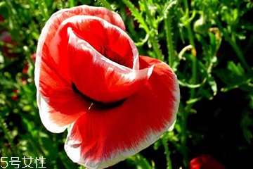 罌粟治療腹瀉有用嗎 罌粟治療腹瀉有用嗎