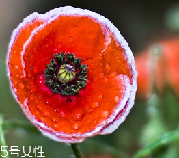 罌粟治療腹瀉有用嗎 罌粟治療腹瀉有用嗎