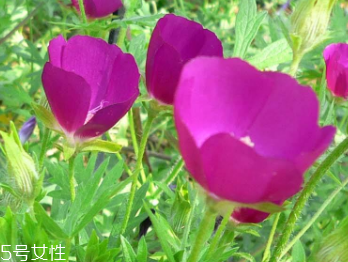 罌粟治療腹瀉有用嗎 罌粟治療腹瀉有用嗎