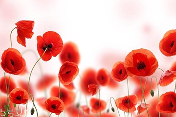 罌粟的形態(tài)特征很好看 罌粟的形態(tài)特征很好看