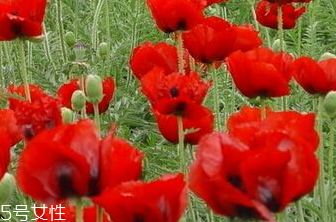 罌粟的形態(tài)特征很好看 罌粟的形態(tài)特征很好看