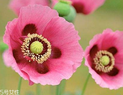 罌粟的形態(tài)特征很好看 罌粟的形態(tài)特征很好看