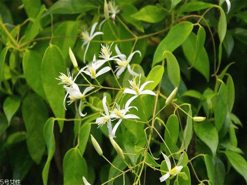 職場(chǎng)小白怎么挑香水 清新果香是首選 職場(chǎng)小白怎么挑香水 清新果香是首選