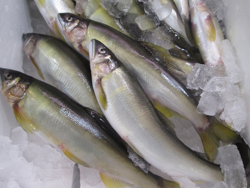 新鮮香魚怎么挑選與保存 新鮮香魚怎么挑選與保存