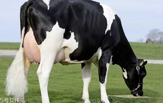 牛奶哪個國家最好 3大奶源pk 牛奶哪個國家最好 3大奶源pk