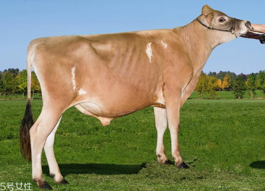 牛奶哪個國家最好 3大奶源pk 牛奶哪個國家最好 3大奶源pk