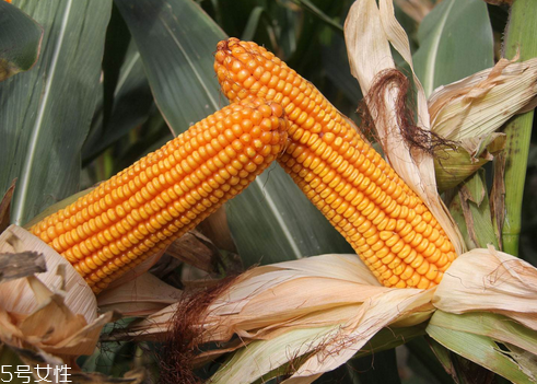 玉米油是調(diào)和油嗎 跟調(diào)和油有區(qū)別 玉米油是調(diào)和油嗎 跟調(diào)和油有區(qū)別