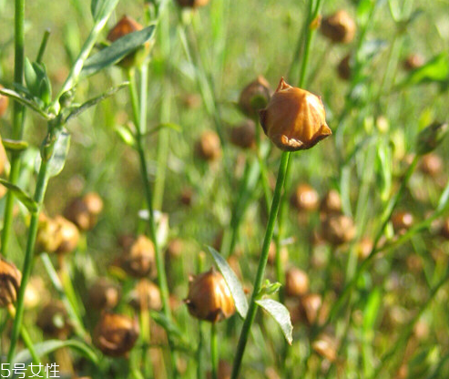 亞麻籽油可以炒菜嗎 最好是不要 亞麻籽油可以炒菜嗎 最好是不要