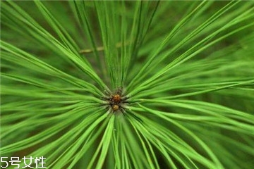 松針的功效與作用 主要有這三點 松針的功效與作用 主要有這三點