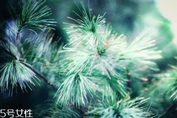 松針的功效與作用 主要有這三點 松針的功效與作用 主要有這三點