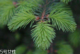 松針的功效與作用 主要有這三點 松針的功效與作用 主要有這三點