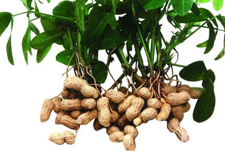 花生油的功效與作用 這個(gè)一定要知道 花生油的功效與作用 這個(gè)一定要知道