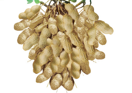 花生油的功效與作用 這個(gè)一定要知道 花生油的功效與作用 這個(gè)一定要知道