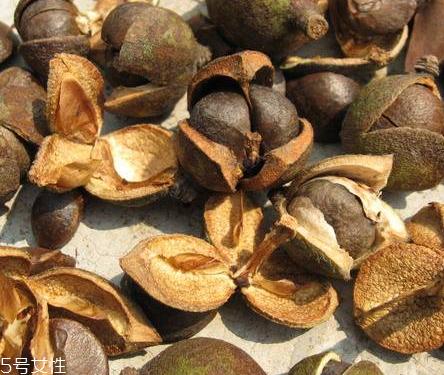 茶油是什么做的 茶樹(shù)種子提取