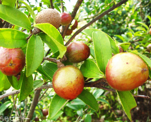 茶油是什么做的 茶樹(shù)種子提取