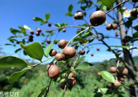 茶油是不是越久越好嗎 新鮮食用更佳 茶油是不是越久越好嗎 新鮮食用更佳