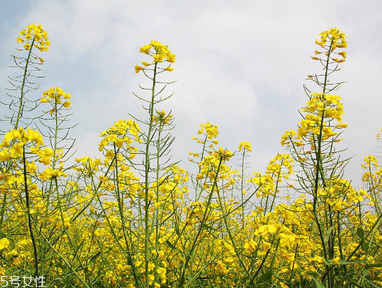 菜籽油是什么顏色 每個(gè)等級顏色不同 菜籽油是什么顏色 每個(gè)等級顏色不同