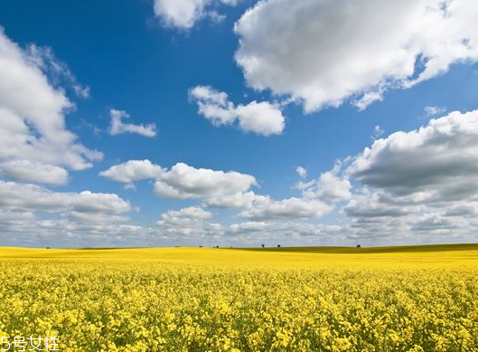 菜籽油是什么顏色 每個(gè)等級顏色不同 菜籽油是什么顏色 每個(gè)等級顏色不同