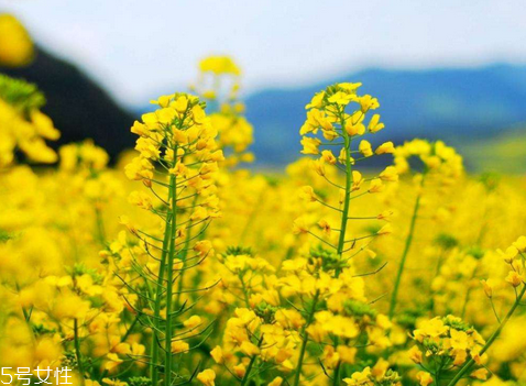 菜籽油是發(fā)物嗎 菜油很溫和 菜籽油是發(fā)物嗎 菜油很溫和