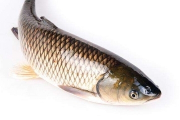 草魚是鯽魚嗎 大小差別大 草魚是鯽魚嗎 大小差別大