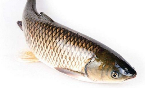 草魚(yú)是淡水魚(yú)嗎 典型的淡水魚(yú) 草魚(yú)是淡水魚(yú)嗎 典型的淡水魚(yú)