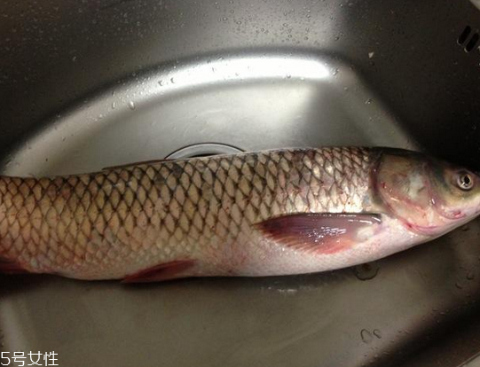 草魚(yú)是海鮮嗎 肯定不是 草魚(yú)是海鮮嗎 肯定不是