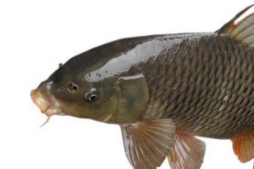 鯽魚能和胡蘿卜一起吃嗎 這個是可以的 鯽魚能和胡蘿卜一起吃嗎 這個是可以的