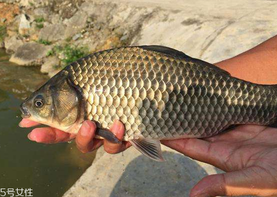 鯽魚能和胡蘿卜一起吃嗎 這個是可以的 鯽魚能和胡蘿卜一起吃嗎 這個是可以的