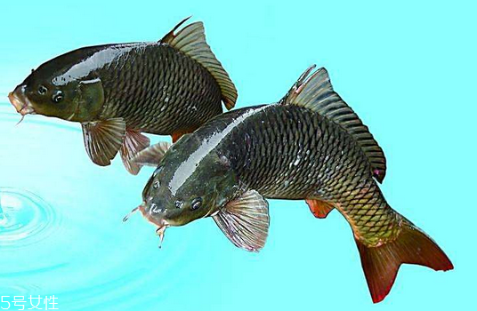 鯉魚是發(fā)物嗎 發(fā)物中的發(fā)物 鯉魚是發(fā)物嗎 發(fā)物中的發(fā)物