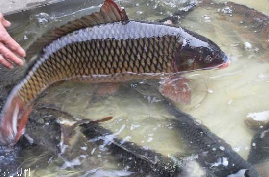 鯉魚是發(fā)物嗎 發(fā)物中的發(fā)物 鯉魚是發(fā)物嗎 發(fā)物中的發(fā)物