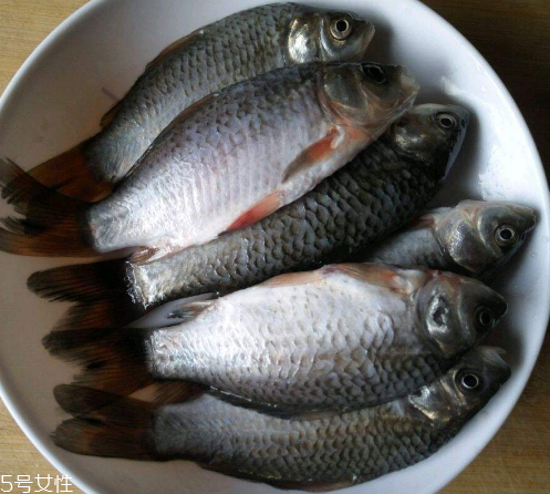 鯽魚是發(fā)物嗎 屬于發(fā)物 鯽魚是發(fā)物嗎 屬于發(fā)物