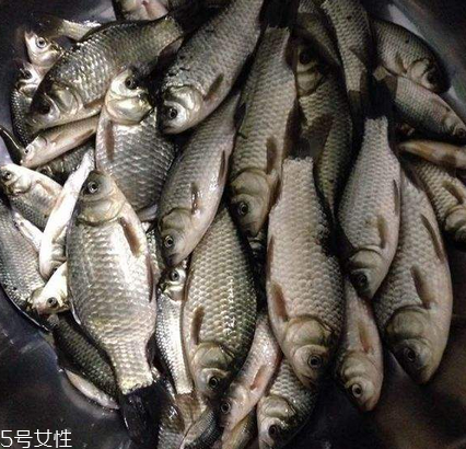 鯽魚是發(fā)物嗎 屬于發(fā)物 鯽魚是發(fā)物嗎 屬于發(fā)物