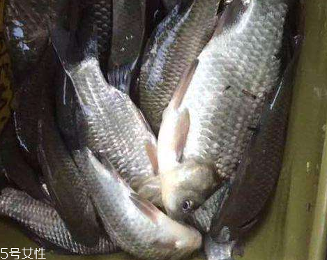 鯽魚是發(fā)物嗎 屬于發(fā)物 鯽魚是發(fā)物嗎 屬于發(fā)物