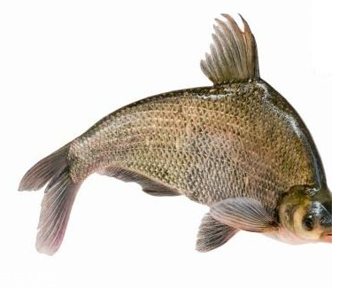 鳊魚可以做酸菜魚嗎 不是最佳搭配 鳊魚可以做酸菜魚嗎 不是最佳搭配