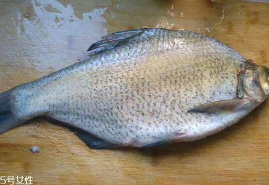 鳊魚有刺嗎 13根魚刺 鳊魚有刺嗎 13根魚刺