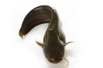 鯰魚是世界上最臟的魚 這個很冤枉 鯰魚是世界上最臟的魚 這個很冤枉