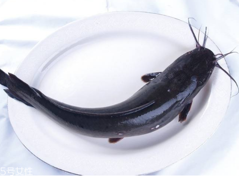 鯰魚是世界上最臟的魚 這個很冤枉 鯰魚是世界上最臟的魚 這個很冤枉