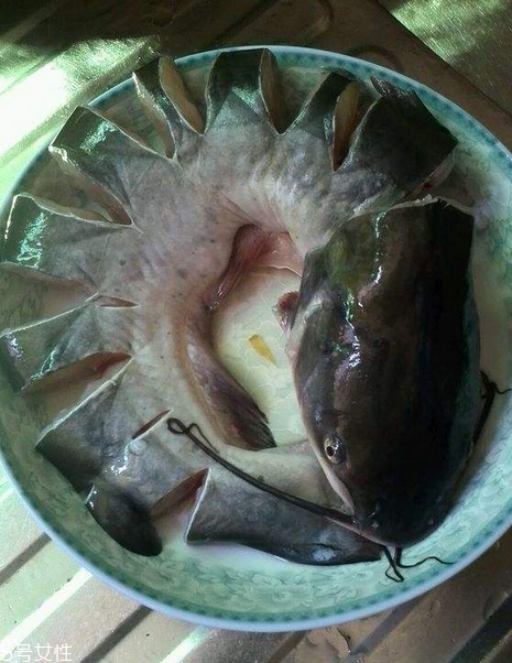 鯰魚是世界上最臟的魚 這個很冤枉 鯰魚是世界上最臟的魚 這個很冤枉