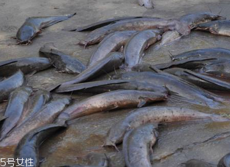 鯰魚是世界上最臟的魚 這個很冤枉 鯰魚是世界上最臟的魚 這個很冤枉