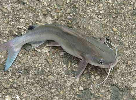 鯰魚是發(fā)物嗎 確實屬于發(fā)物 鯰魚是發(fā)物嗎 確實屬于發(fā)物