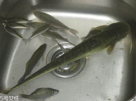 鯰魚是發(fā)物嗎 確實屬于發(fā)物 鯰魚是發(fā)物嗎 確實屬于發(fā)物