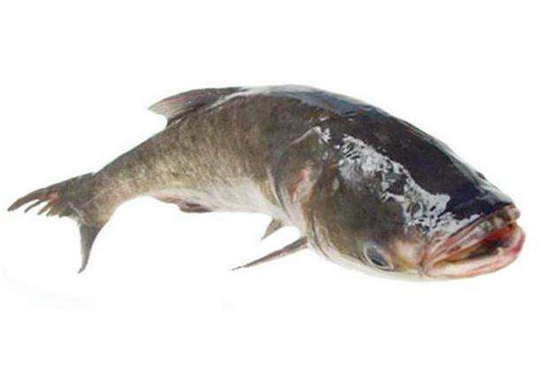 胖頭魚(yú)晚上可以釣嗎 這兩個(gè)時(shí)間段最好