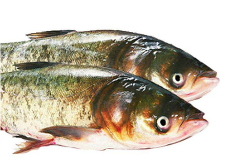 胖頭魚(yú)晚上可以釣嗎 這兩個(gè)時(shí)間段最好