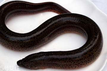 黃鱔能和絲瓜一起吃嗎 做湯炒都可以 黃鱔能和絲瓜一起吃嗎 做湯炒都可以