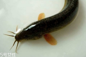 泥鰍是大的好還是小的好 大小都有營養(yǎng)