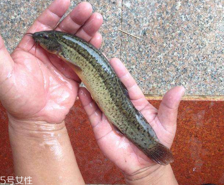 泥鰍為什么怕鹽 原來是這個原因 泥鰍為什么怕鹽 原來是這個原因